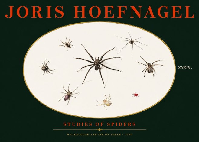 Joris Hoefnagel Studies of Spiders II No3 - Plakát