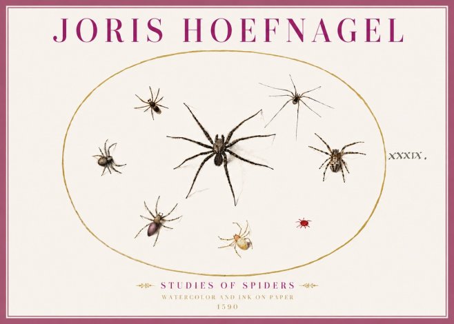 Joris Hoefnagel Studies of Spiders II No4 - Plakát