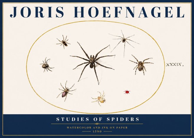 Joris Hoefnagel Studies of Spiders II No5 - Plakát