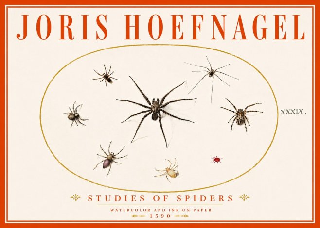 Joris Hoefnagel Studies of Spiders II No6 - Plakát