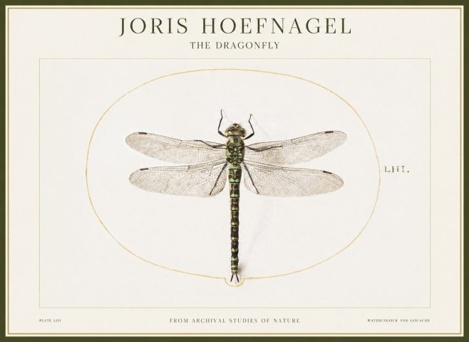 Joris Hoefnagel The Dragonfly No1 - Plakát