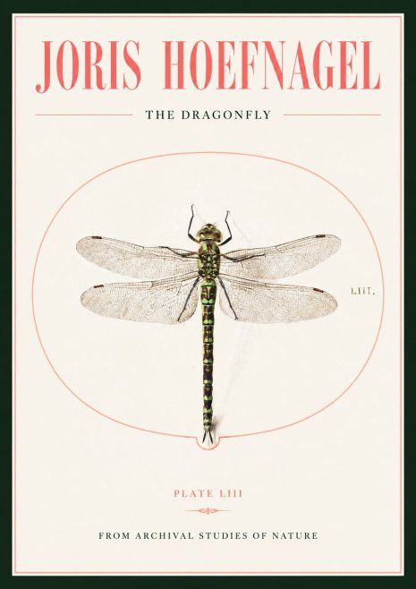 Joris Hoefnagel The Dragonfly No2 - Plakát