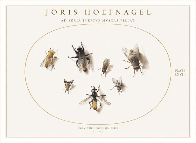Joris Hoefnagel From the Series on Flies - Plate Lxvii. No1 - Plakát