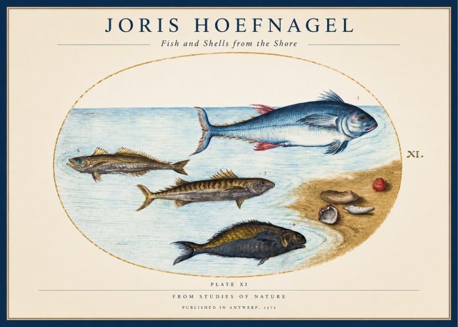 Joris Hoefnagel Fish and Shells from the Shore No1 - Plakát
