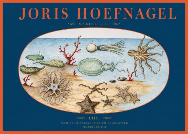 Joris Hoefnagel Marine Life No2 - Plakát