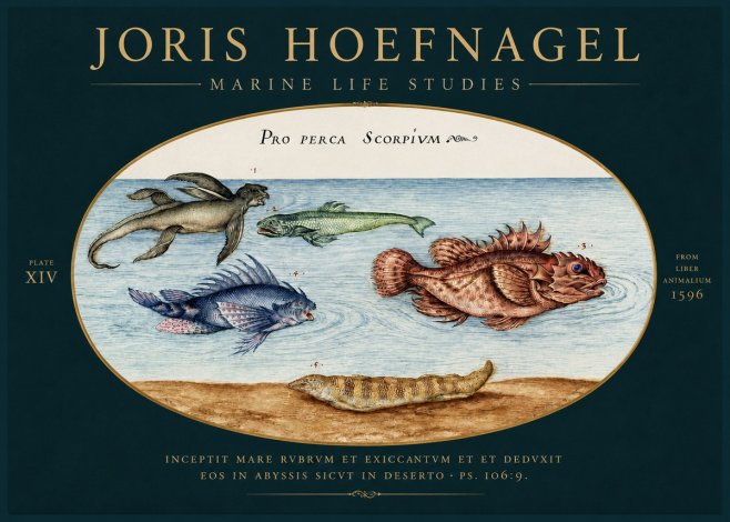 Joris Hoefnagel Pro Perca Scorpivm No4 - Plakát