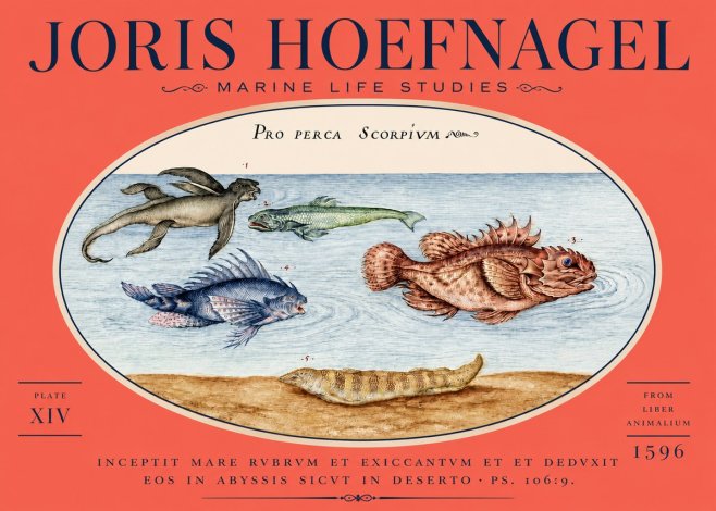 Joris Hoefnagel Pro Perca Scorpivm No5 - Plakát