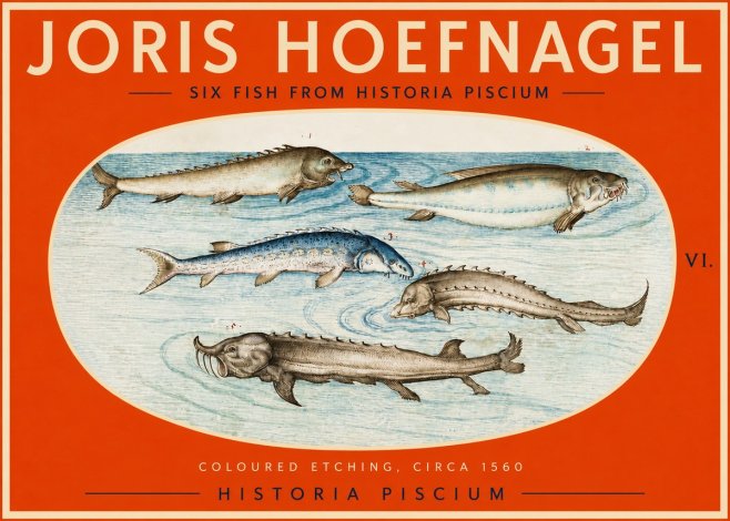 Joris Hoefnagel Fishes of Northern Waters No3 - Plakát