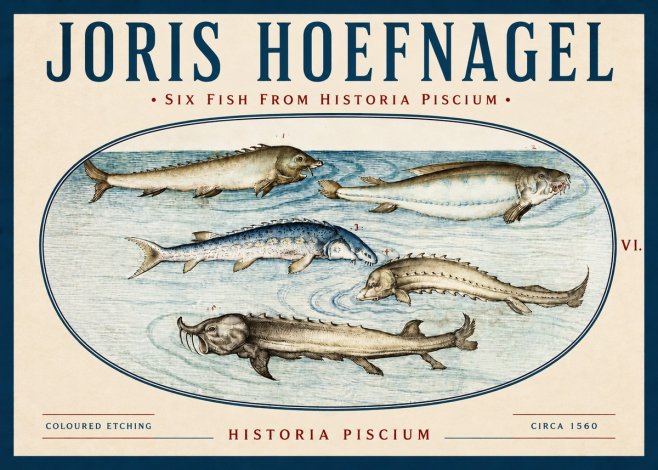 Joris Hoefnagel Fishes of Northern Waters No4 - Plakát