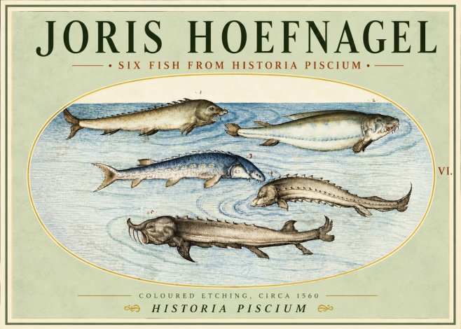 Joris Hoefnagel Fishes of Northern Waters No5 - Plakát