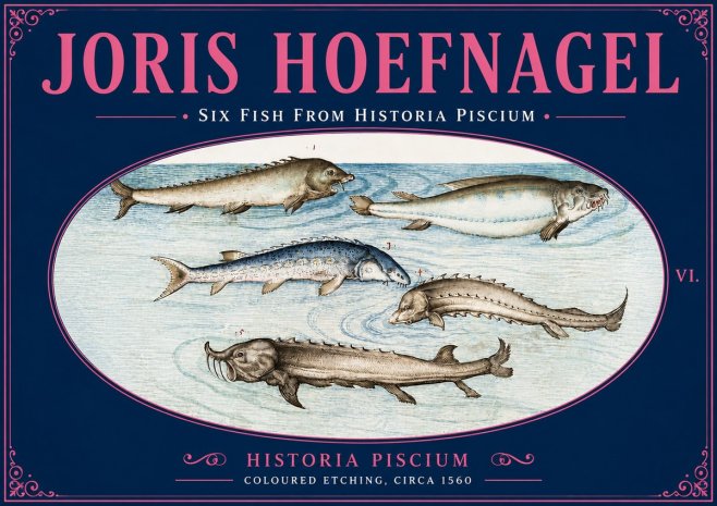 Joris Hoefnagel Fishes of Northern Waters No6 - Plakát