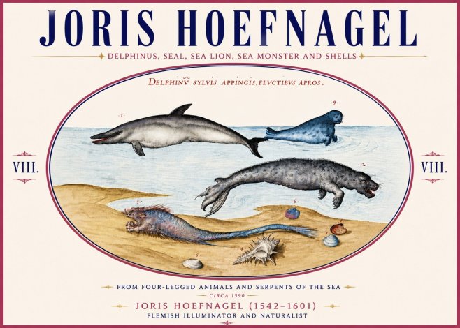 Joris Hoefnagel Delphinus, Seal, Sea Lion, Sea Monster and Shells No6 - Plakát