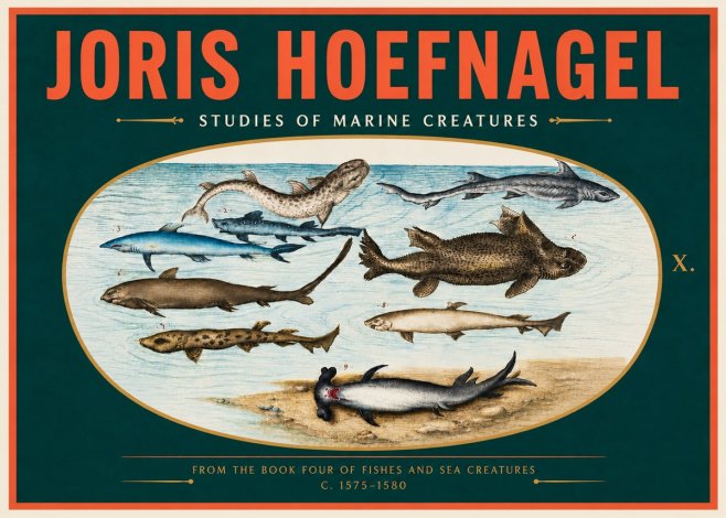 Joris Hoefnagel Studies of Marine Creatures No4 - Plakát