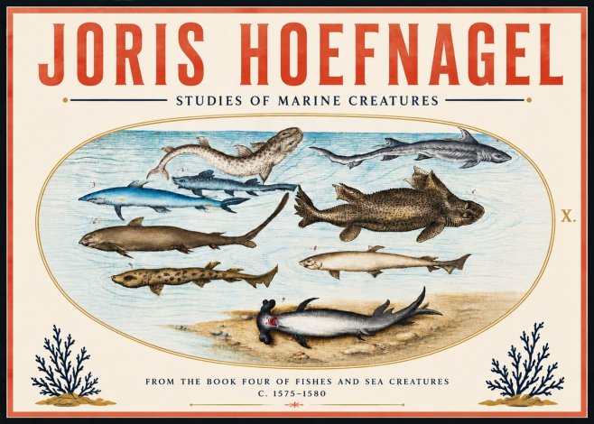 Joris Hoefnagel Studies of Marine Creatures No6 - Plakát