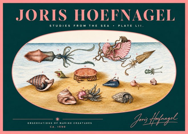 Joris Hoefnagel Marine Creatures - Plate Lii No2 - Plakát