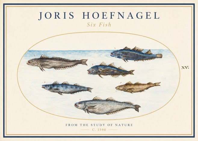 Joris Hoefnagel Six Fish No1 - Plakát