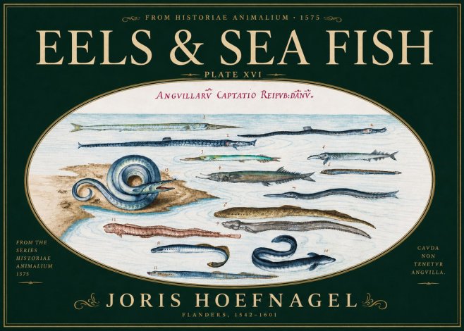 Joris Hoefnagel Eels and Sea Fish No6 - Plakát