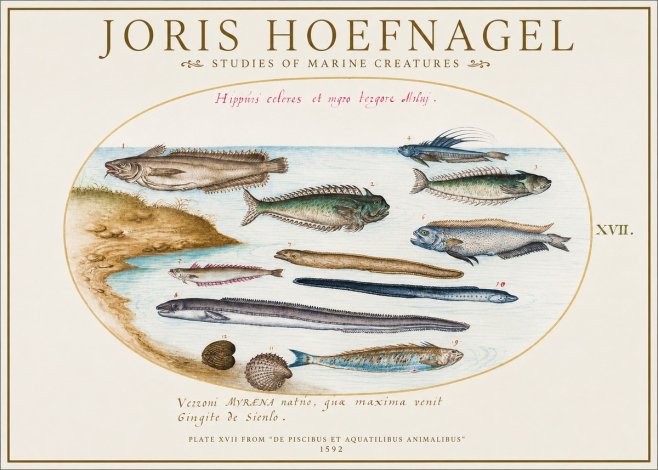 Joris Hoefnagel Plate Xvii from "De Piscibus Et Aquatilibus Animalibus" No1 - Plakát