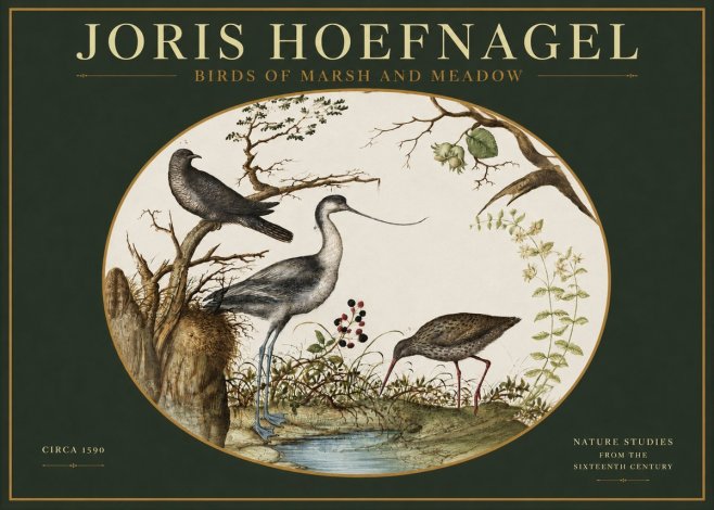 Joris Hoefnagel Birds of Marsh and Meadow No2 - Plakát
