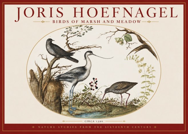 Joris Hoefnagel Birds of Marsh and Meadow No3 - Plakát
