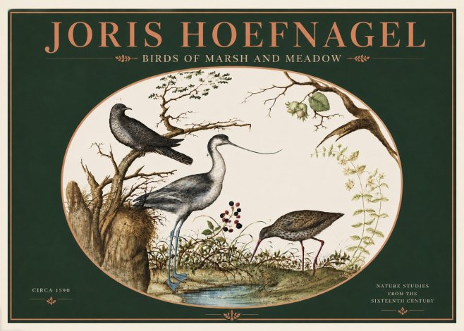 Joris Hoefnagel Birds of Marsh and Meadow No4 - Plakát