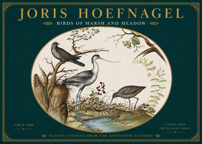 Joris Hoefnagel Birds of Marsh and Meadow No6 - Plakát