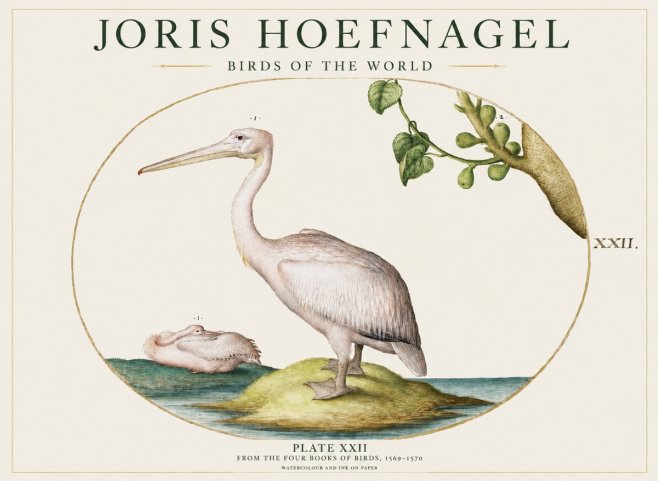 Joris Hoefnagel Plate Xxii No1 - Plakát