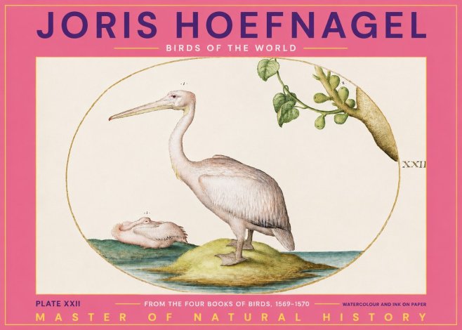 Joris Hoefnagel Plate Xxii No2 - Plakát