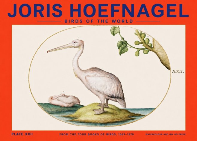 Joris Hoefnagel Plate Xxii No4 - Plakát