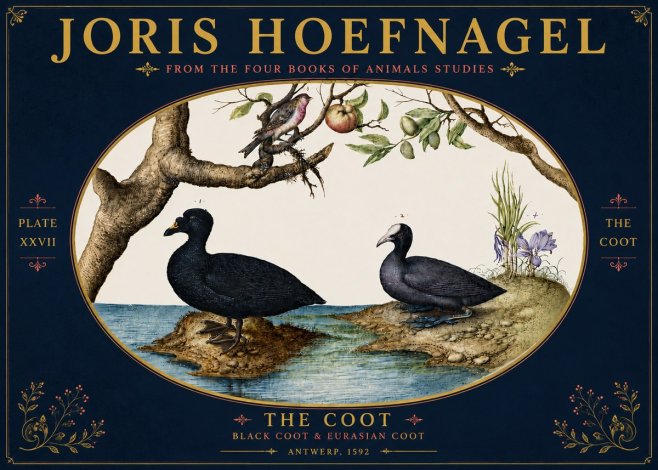 Joris Hoefnagel The Coot No6 - Plakát