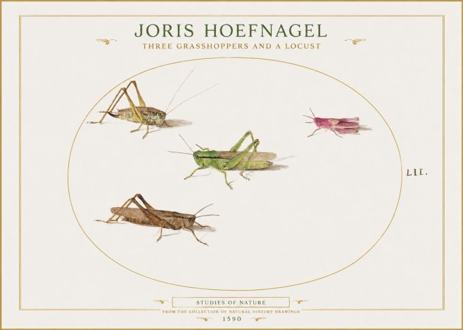 Joris Hoefnagel Three Grasshoppers and a Locust No1 - Plakát