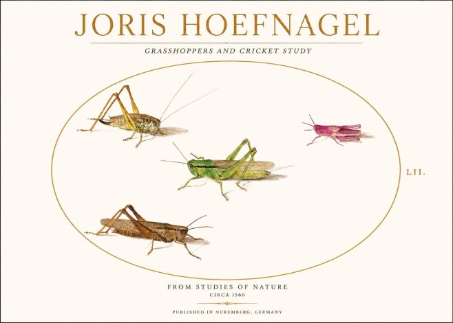 Joris Hoefnagel Three Grasshoppers and a Locust No2 - Plakát