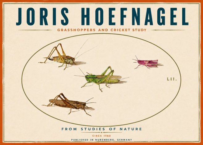 Joris Hoefnagel Three Grasshoppers and a Locust No6 - Plakát