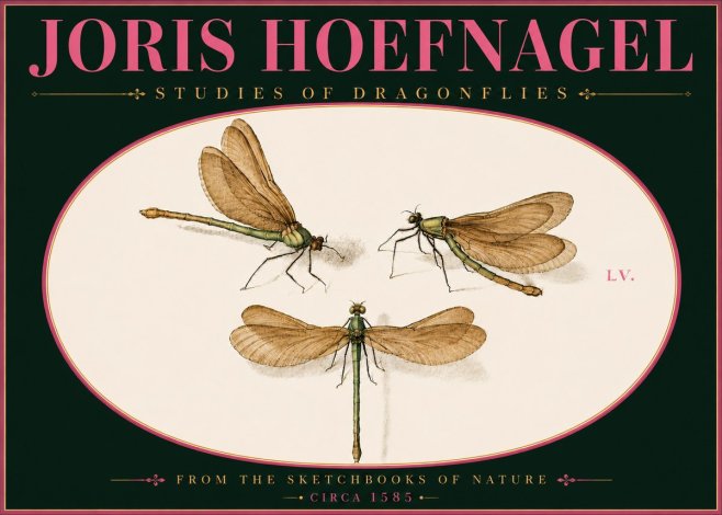 Joris Hoefnagel Studies of Dragonflies No6 - Plakát