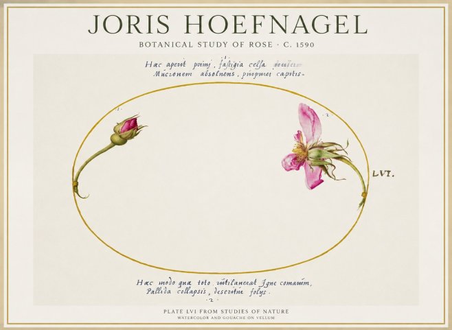 Joris Hoefnagel Botanical Study of Rose No1 - Plakát