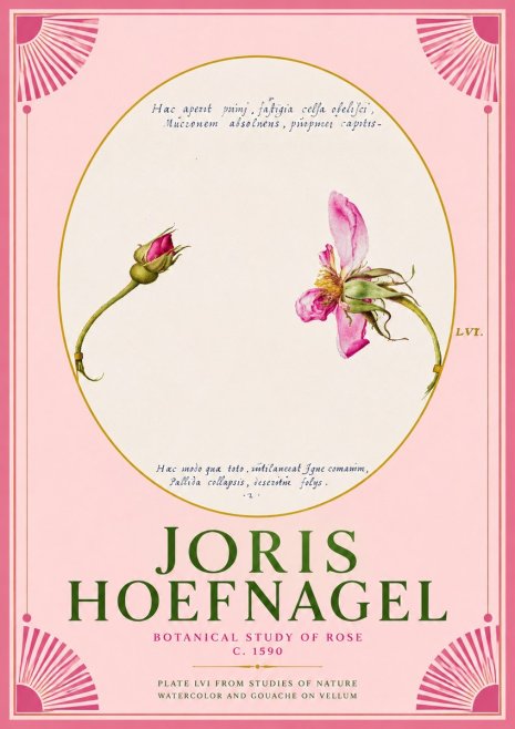 Joris Hoefnagel Botanical Study of Rose No2 - Plakát