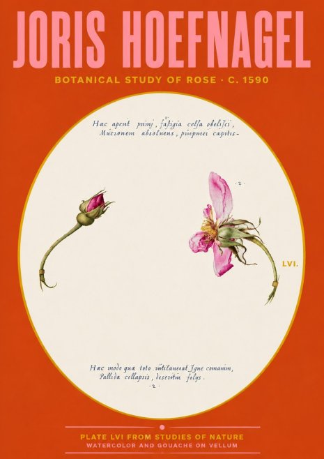 Joris Hoefnagel Botanical Study of Rose No4 - Plakát