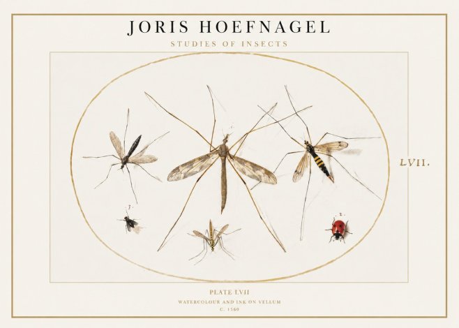 Joris Hoefnagel Studies of Insects II No1 - Plakát