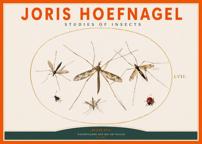 Joris Hoefnagel Studies of Insects II No2 - Plakát