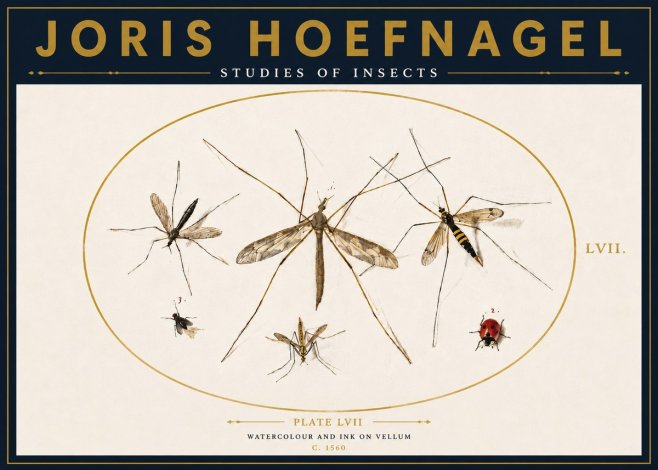 Joris Hoefnagel Studies of Insects II No4 - Plakát