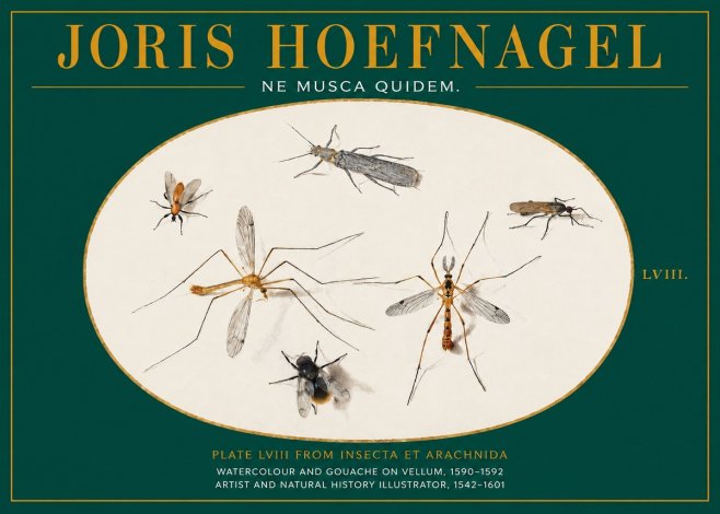 Joris Hoefnagel Plate Lviii from Insecta Et Arachnida No2 - Plakát