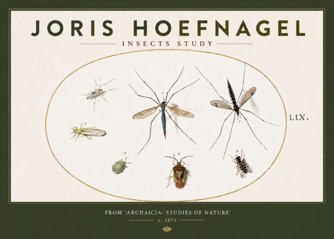 Joris Hoefnagel Insects Study I No3 - Plakát