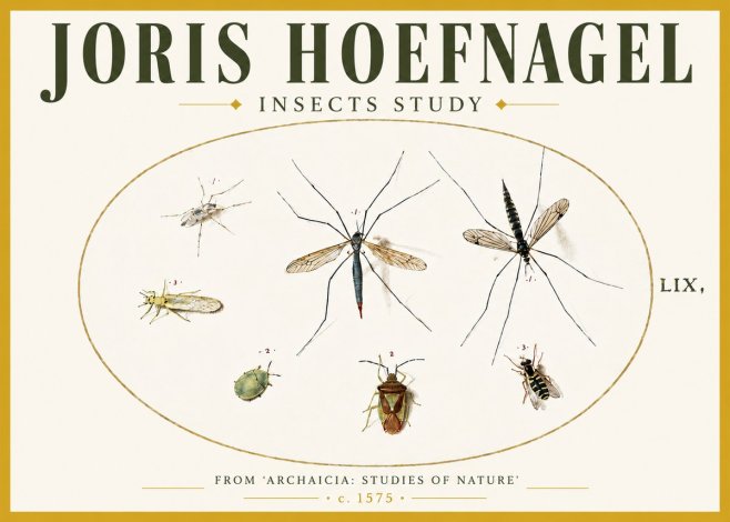 Joris Hoefnagel Insects Study I No5 - Plakát