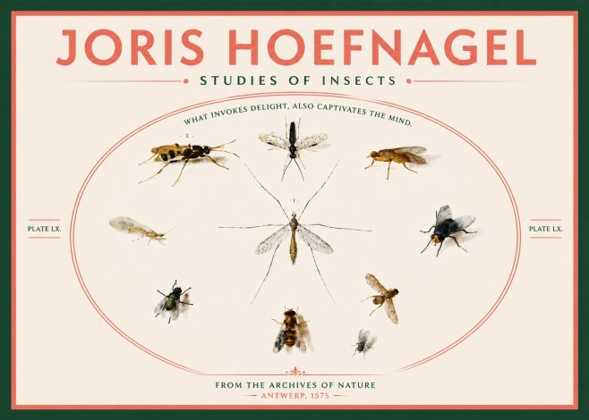 Joris Hoefnagel Studies of Insects III No6 - Plakát
