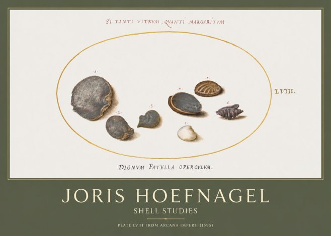 Joris Hoefnagel Six Shells No5 - Plakát