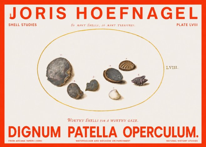 Joris Hoefnagel Six Shells No6 - Plakát