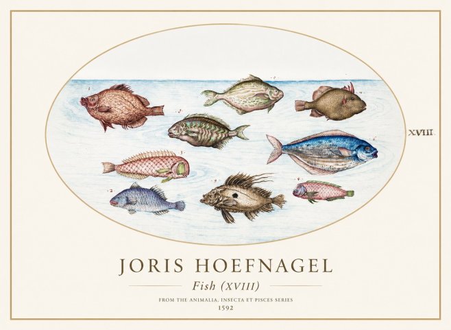 Joris Hoefnagel Studies of Fish I No2 - Plakát
