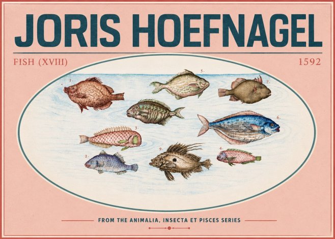 Joris Hoefnagel Studies of Fish I No6 - Plakát
