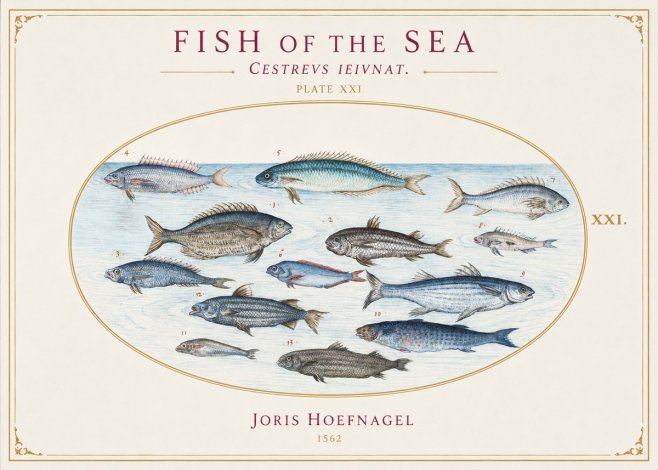 Joris Hoefnagel Fish of the Sea - Cestrevs Ieivnat. Plate Xxi No1 - Plakát