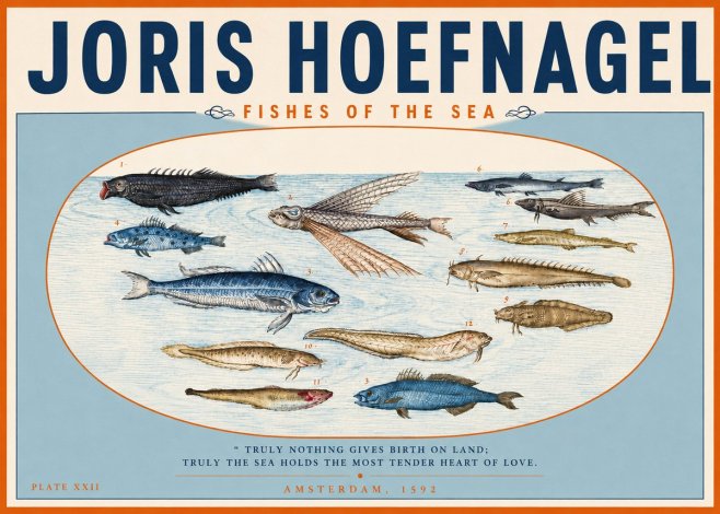 Joris Hoefnagel Fishes of the Sea I No3 - Plakát